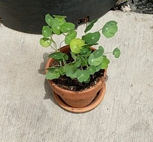 Photo of Victor's Growing Plant